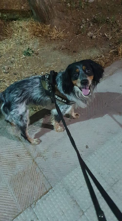 Cane seguito da Mimmo il dog sitter di Barletta, foto 01