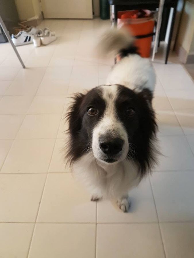 Cane seguito da Mimmo il dog sitter di Barletta, foto 05