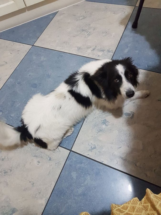 Cane seguito da Mimmo il dog sitter di Barletta, foto 06