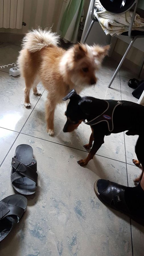 Cane seguito da Mimmo il dog sitter di Barletta, foto 07