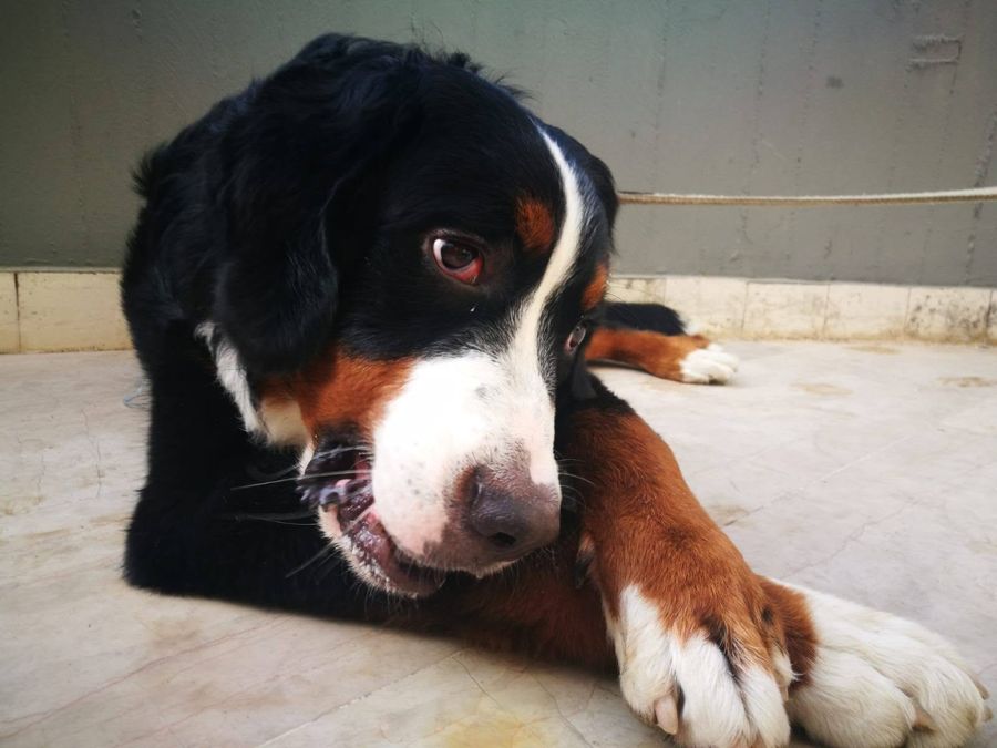 Cane seguito da Mimmo il dog sitter di Barletta, foto 09