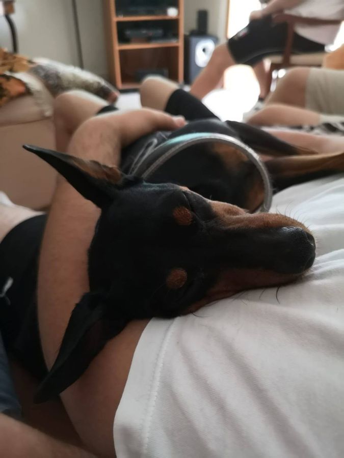 Cane seguito da Mimmo il dog sitter di Barletta, foto 11