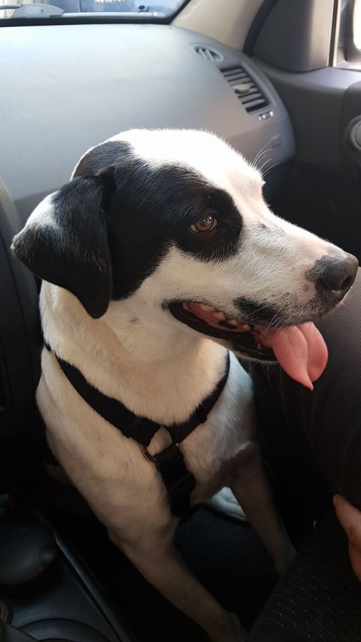 Cane seguito da Mimmo il dog sitter di Barletta, foto 12