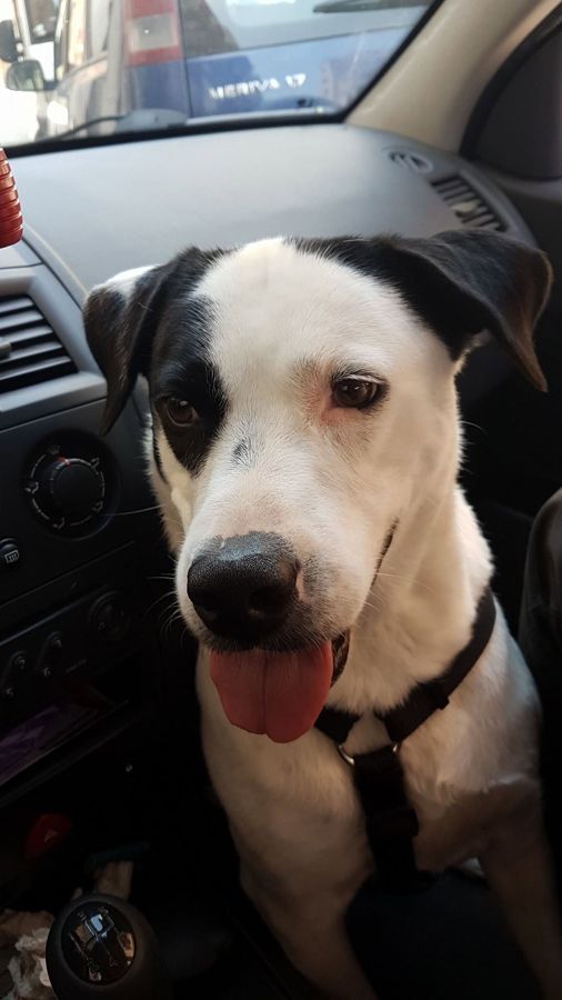 Cane seguito da Mimmo il dog sitter di Barletta, foto 14