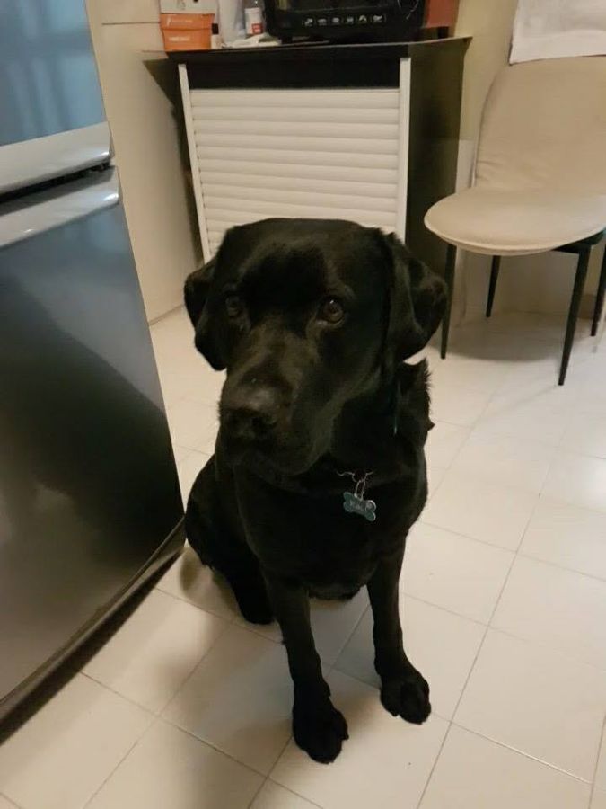 Cane seguito da Mimmo il dog sitter di Barletta, foto 17