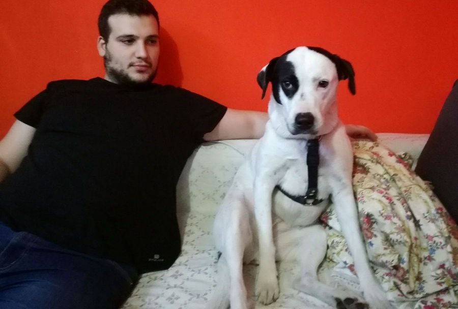 Cane seguito da Mimmo il dog sitter di Barletta, foto 19