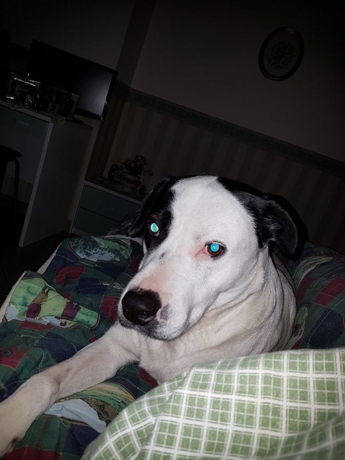 Cane seguito da Mimmo il dog sitter di Barletta, foto 21