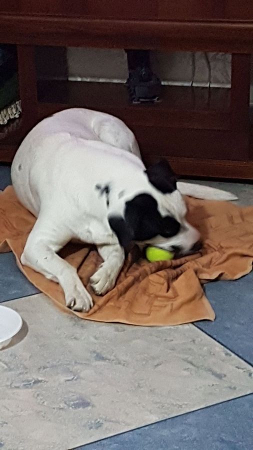 Cane seguito da Mimmo il dog sitter di Barletta, foto 22