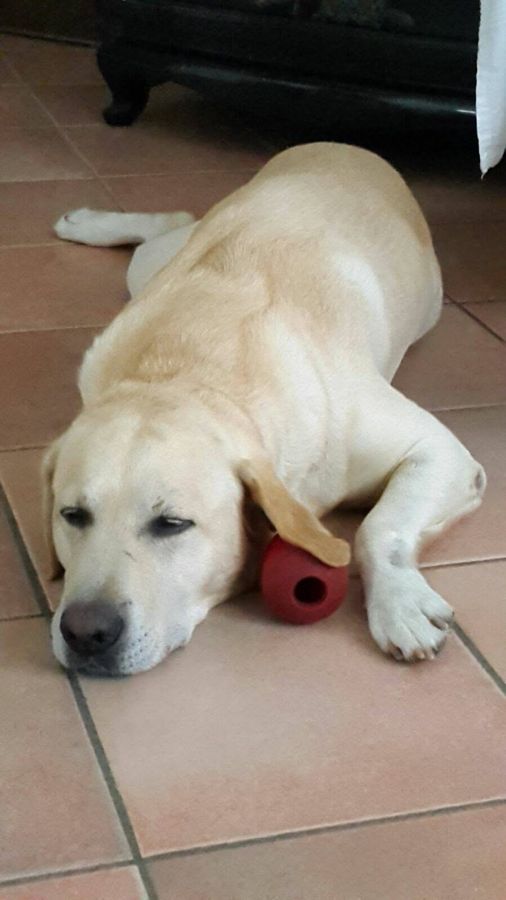 Cane seguito da Mimmo il dog sitter di Barletta, foto 25