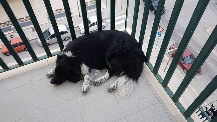 Cane seguito da Mimmo il dog sitter di Barletta, foto 26