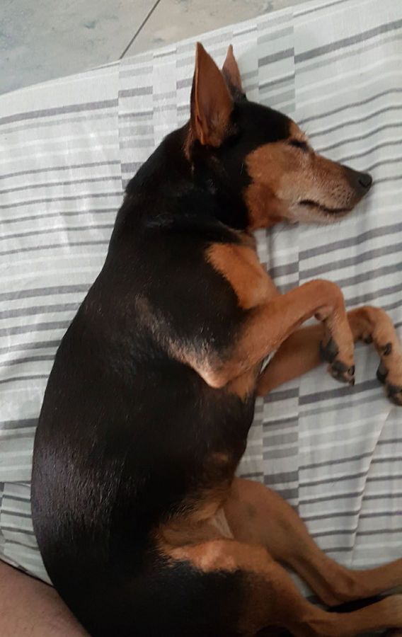 Cane seguito da Mimmo il dog sitter di Barletta, foto 28