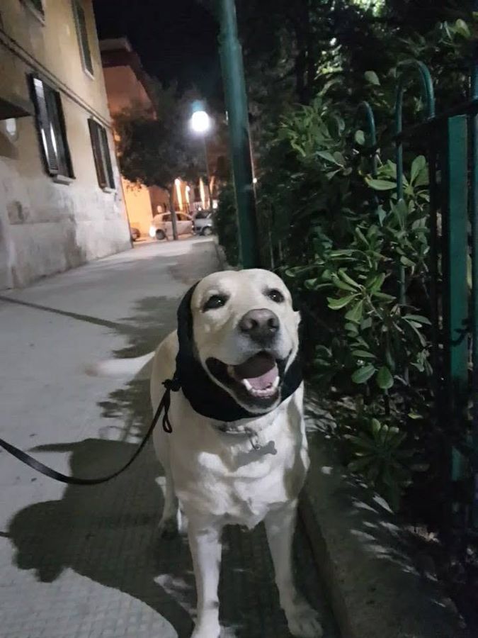 Cane seguito da Mimmo il dog sitter di Barletta, foto 29