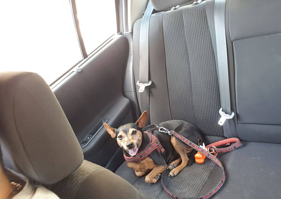 Cane seguito da Mimmo il dog sitter di Barletta, foto 31
