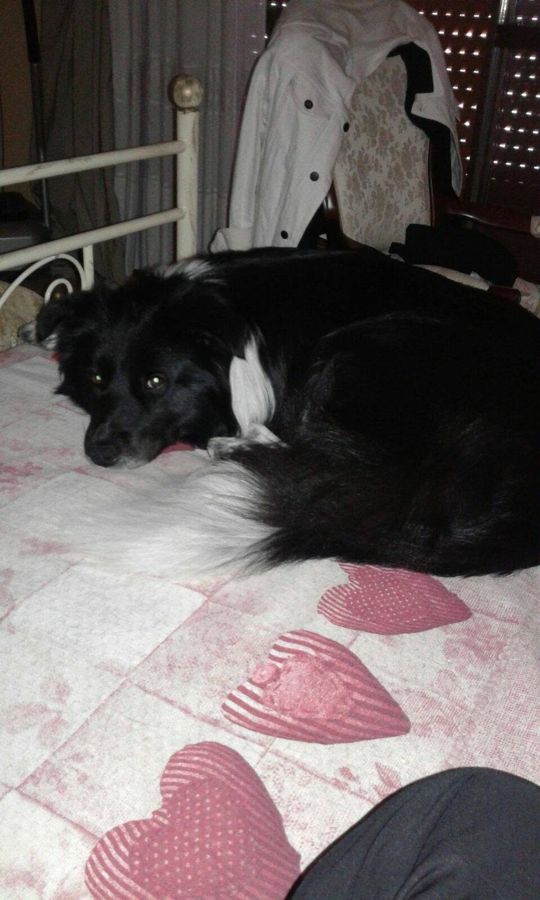 Cane seguito da Mimmo il dog sitter di Barletta, foto 32