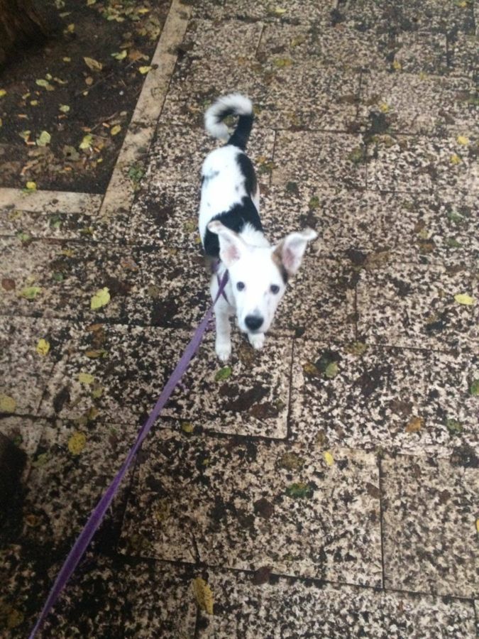 Cane seguito da Mimmo il dog sitter di Barletta, foto 33