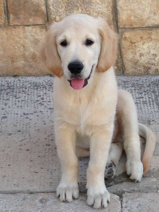 Cane seguito da Mimmo il dog sitter di Barletta, foto 34