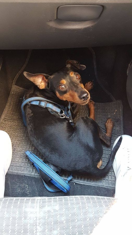 Cane seguito da Mimmo il dog sitter di Barletta, foto 35