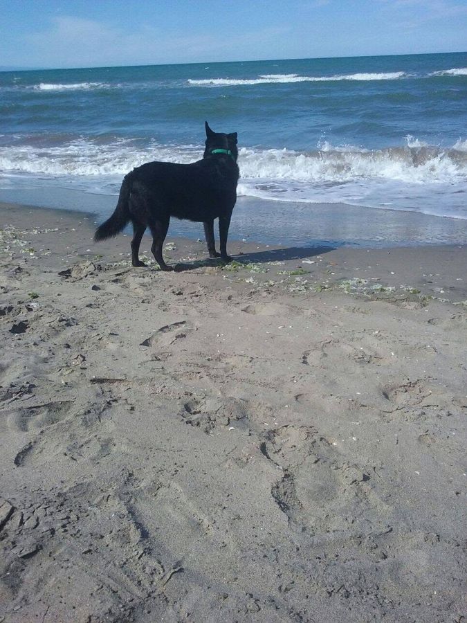 Cane seguito da Mimmo il dog sitter di Barletta, foto 36
