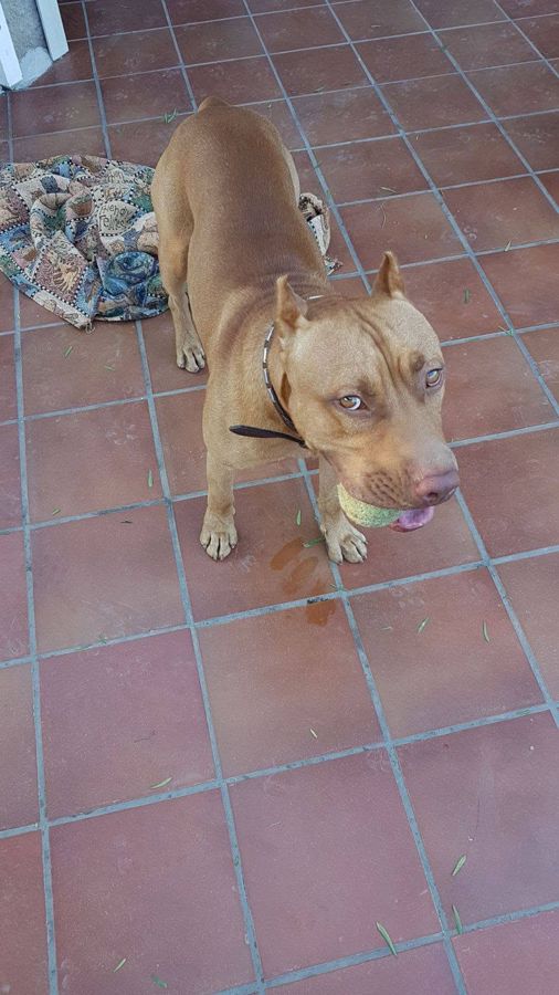 Cane seguito da Mimmo il dog sitter di Barletta, foto 38