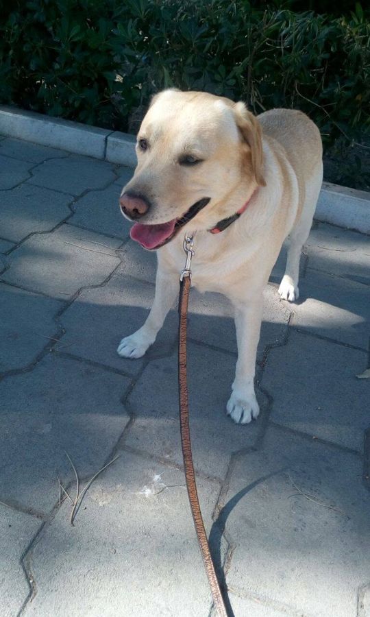 Cane seguito da Mimmo il dog sitter di Barletta, foto 39