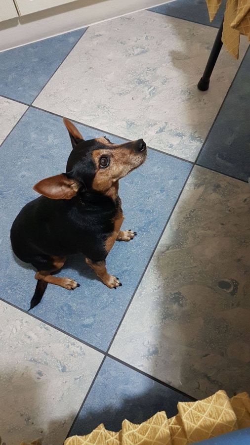 Cane seguito da Mimmo il dog sitter di Barletta, foto 42