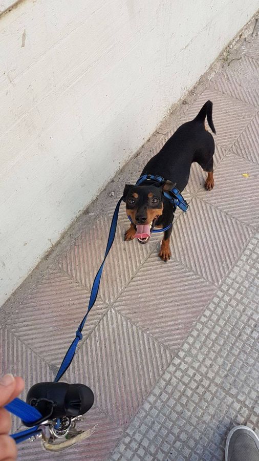Cane seguito da Mimmo il dog sitter di Barletta, foto 43