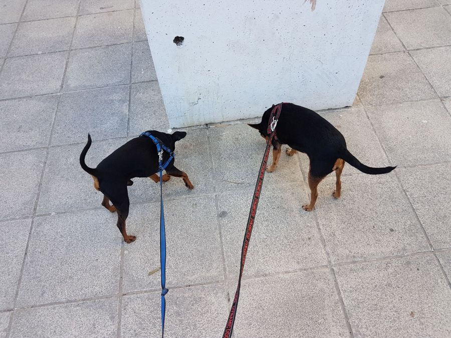Cane seguito da Mimmo il dog sitter di Barletta, foto 45