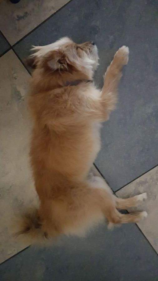 Cane seguito da Mimmo il dog sitter di Barletta, foto 50
