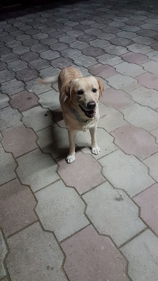 Cane seguito da Mimmo il dog sitter di Barletta, foto 51