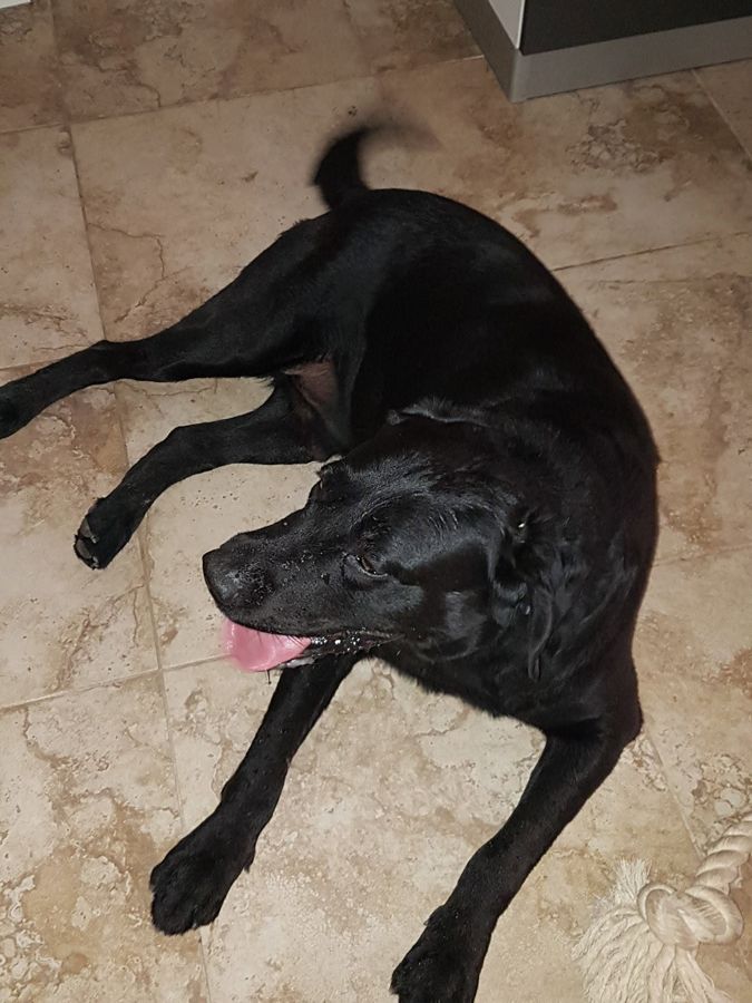 Cane seguito da Mimmo il dog sitter di Barletta, foto 52
